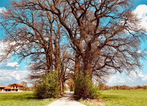 Ortsbildprägend: die mächtige Eichengruppe an der Schlarbhofener Straße.Foto ge
