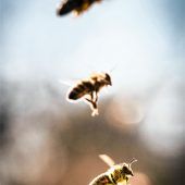 In Sorge um die Artenvielfalt