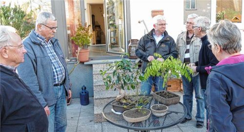 Sehr genau betrachtet der Sprecher des Freundeskreises Kieferer Zwergbäumchen, Ulrich Gradner (Zweiter von links), die mitgebrachten kleinen Exponate wie Ficus, Lärche, Eiche und Blauregen.Foto hoffmann