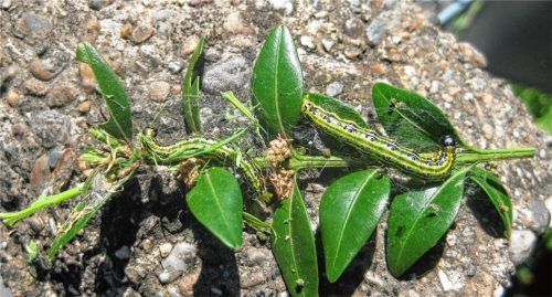 So sieht der Buchsbaumzünsler aus, der nach Angaben des Landratsamtes wieder verstärkt im Landkreis vorkommt. Foto Landratsamt
