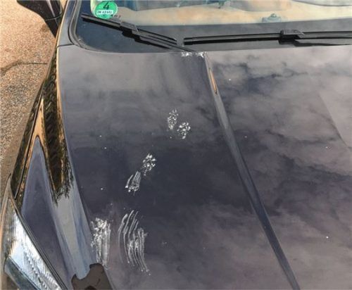 Verräterische Marderspuren auf der Motorhaube. Foto  rgz /Aktion Fischotterschutz e.V.