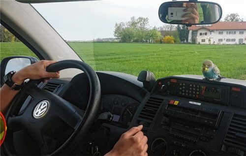 Wellensittich wollte in Polizeigewahrsam