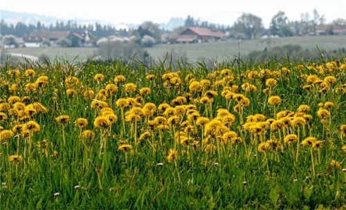 Zähe kleine unverwüstliche gelbe Wächter