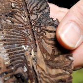 Es droht ein Borkenkäfer-Desaster
