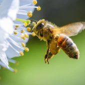 Bienenkiller bleibt verboten