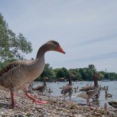 Das Gänse-Drama vom Ammersee