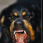 Probleme mit Kampfhunden