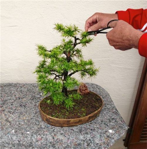 Anhand einer kleinen Lärche wurde die im Frühjahr notwendige Schnitttechnik demonstriert.Foto hoffmann
