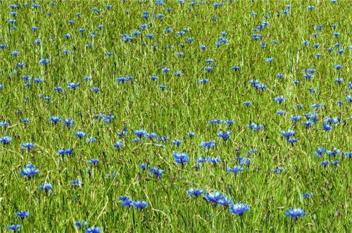 Blaue Kornblumen und rote Mohnblüten