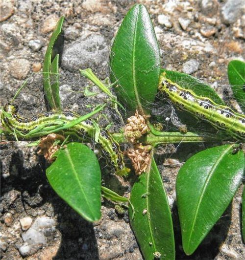 Der Buchsbaumzünsler hat bereits etliche Pflanzen im gesamten Landkreis befallen.Foto Landratsamt