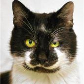 Charlie mag Katzen und Menschen