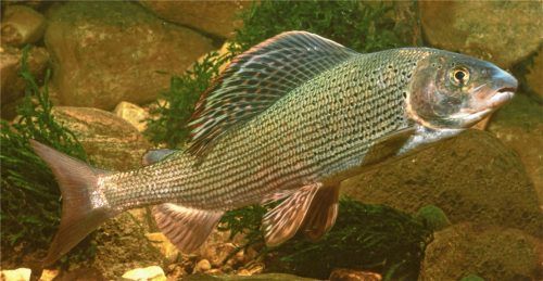 Die Äsche liebt klare und schnellfließende Gewässer und ist ein Frühjahrslaicher.Foto dpa