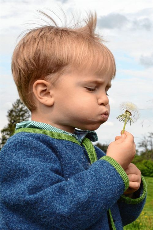 Flugschirme der Pusteblume gehen auf die Reise