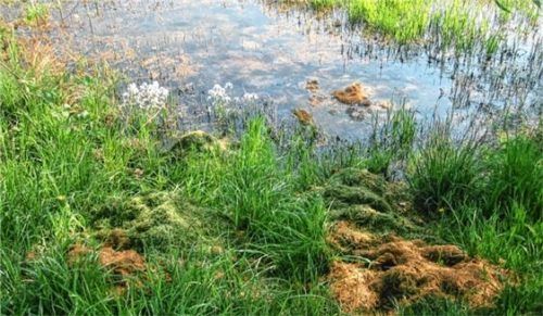 Gefährlich für das Ökosystem: Grüngut am Gewässer. Foto re