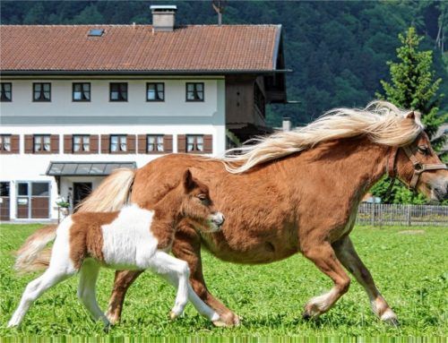 Hansi dreht mit Karacho seine Runden