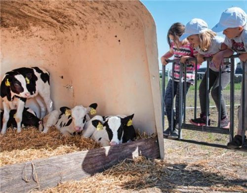 Kälber nicht nur zum Verkauf: Am 9. und 10. Juni ist Tag des offenen Hofes 2018 in Bayern. Foto dpa