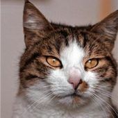 Einzelplatz mit Katzenklappe