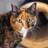 Katzenschönheit Kitty sucht Einzelplatz