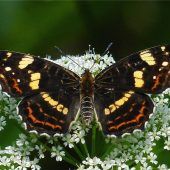 „Landkärtchen“ genießt das Blütenmeer