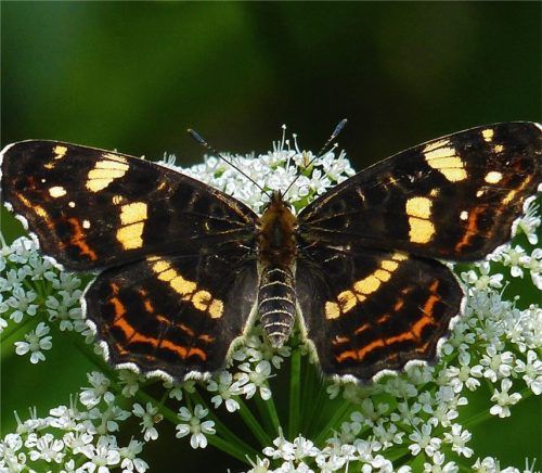 „Landkärtchen“ genießt das Blütenmeer
