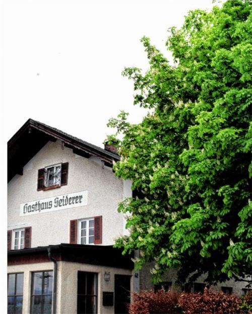 Schattenspender in voller Blüte