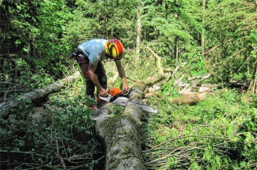 Seit zwei Wochen arbeitet die Mannschaft von Willi Ziegler schon im Gaberseer Kirchwald. In kürzester Zeit ist der Wurzelballen abgefault wie bei diesem Exemplar (kleines Bild).