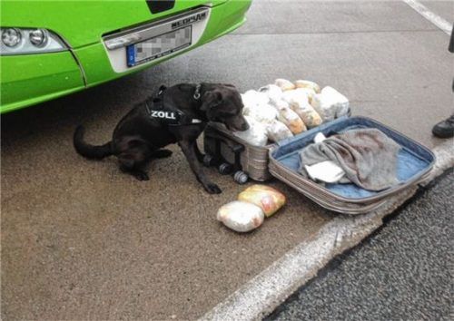 Spürhund „Dewi“ bewies eine feine Nase. Foto Zoll