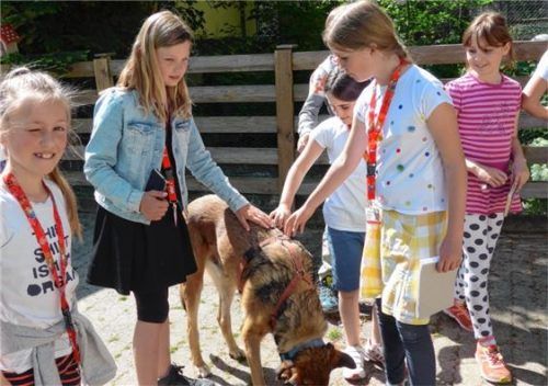 Streicheln erlaubt: die Aisinger Viertklässler im Tierheim. Foto re.