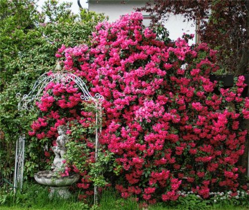 Verschwenderische Blütenpracht in Stephanskirchen