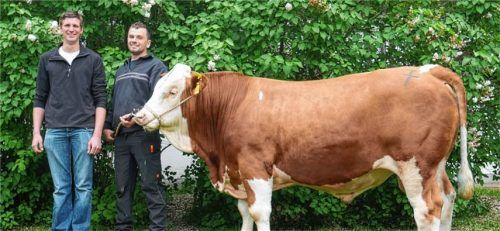 Züchter Josef Linner aus Gaben, Bad Endorf, und Aufzüchter Markus Staudinger aus Helmberg, Tittmoning, mit dem Wobbler-Sohn, der von der Besamungsstation Höchstädt angekauft wurde. Foto re