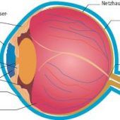 Blick in das Augeninnere