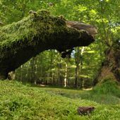 Nationalpark-Befürworter geben nicht auf
