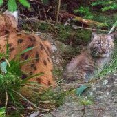 Nachwuchs im Luchs-Gehege