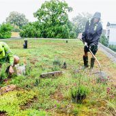 Pflege und Schnitt auch bei Sturm und Regen