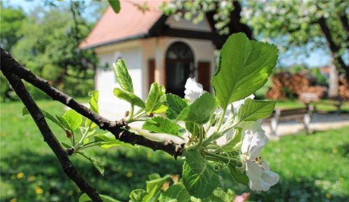 Auch das Fotoprojekt „Glaubensspuren“ gehörte zur Firmvorbereitung. Durch den Apfelgarten hindurch fotografierte Marinus Heindl die Kapelle in Lohholz.Fotos heindl