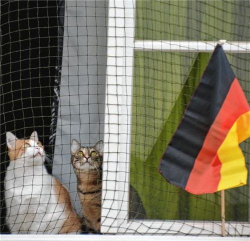Auch tierische Fans im WM-Fieber