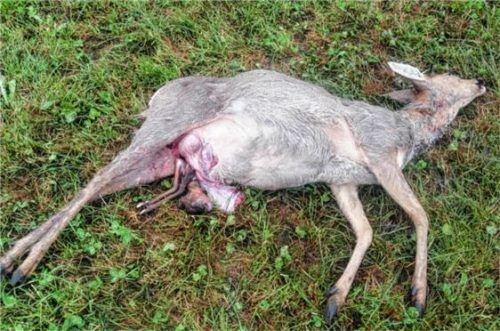 Das gerissene Reh in der Samerberger Filze.Foto re