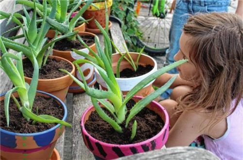 Das wertvolle Aloe-Gel verwandelten die jungen Kolbermoorer Gärtner in Kleopatras Schönheitsbalsam.Foto re