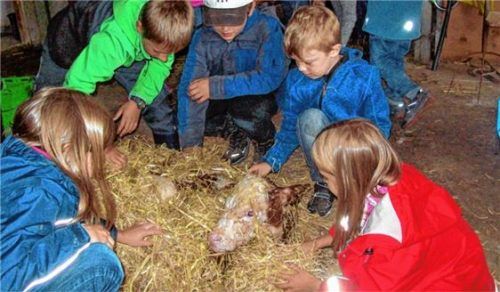 Die Begegnung mit diesem Kälbchen war eine Attraktion vergangener Ferienprogramme, die lange im Gedächtnis der Kinder blieb.Foto  re