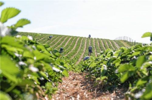 Elf verschiedene Sorten reifen auf den Feldern der Familie Demmel in Jakobsberg heran.