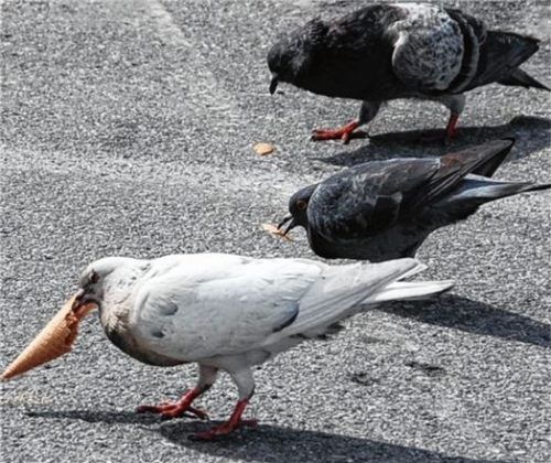 Essensreste locken die Tauben in der Innenstadt an: Deshalb appelliert die Stadt, mit Speisenabfällen sorgsam umzugehen.