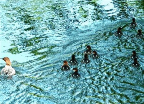 Familienausflug der Gänsesäger