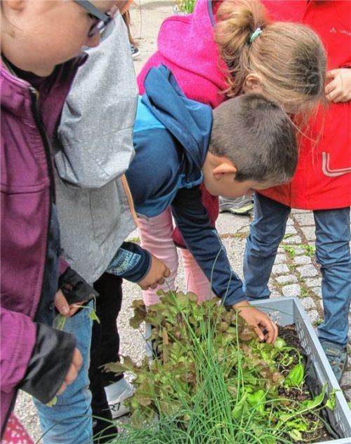 Gemüseanbau an der Grundschule Westerndorf: Die Schüler der Klassen 3a und 3b kümmern sich um Ernte und Zubereitung. Foto  RE