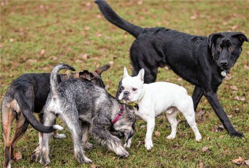 Hunde benötigen viel Auslauf – in der Innenstadt ein Problem. Foto DPA