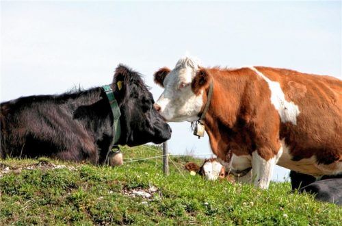 Kühe genießen den Almsommer