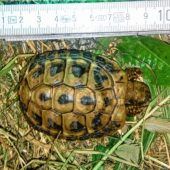 Schildkröte gefunden