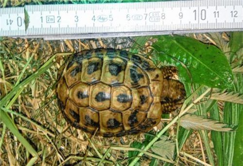 Schildkröte gefunden