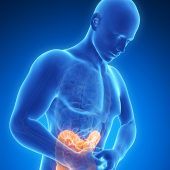 Verdauungsorgan der Rekorde: Zahlen und Fakten zum Darm