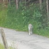 Wolfsverdacht im Werdenfelser Land