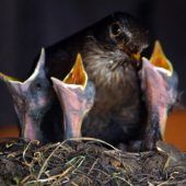 Angst um Bayerns Vögel